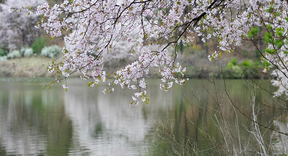 深川桜祭り